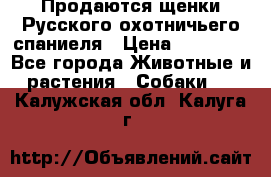 Продаются щенки Русского охотничьего спаниеля › Цена ­ 25 000 - Все города Животные и растения » Собаки   . Калужская обл.,Калуга г.